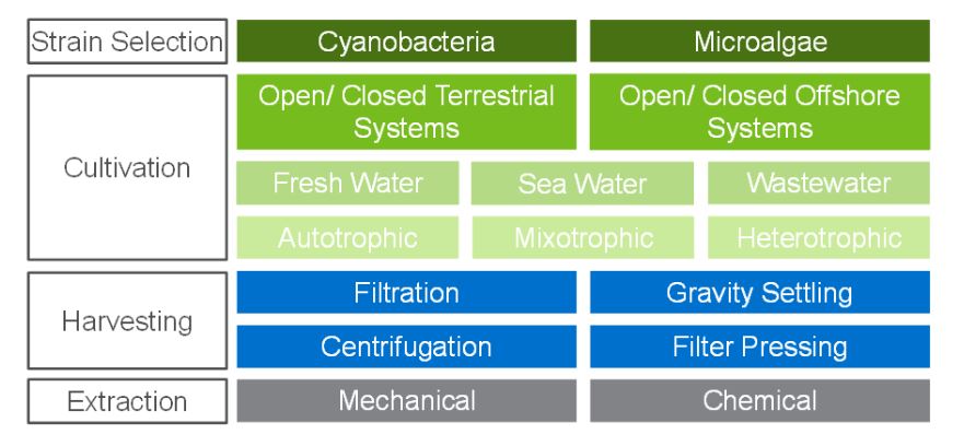 Algae’s carbon impact in reality 
