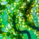NexantECA - Algae’s potential as a sustainable feedstock/product