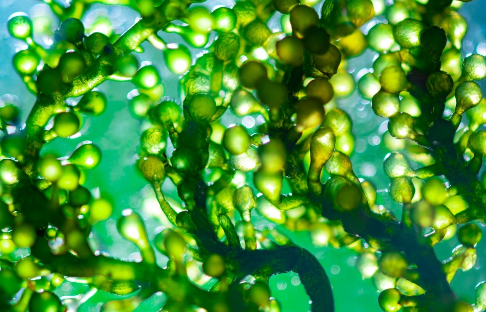 NexantECA - Algae’s potential as a sustainable feedstock/product